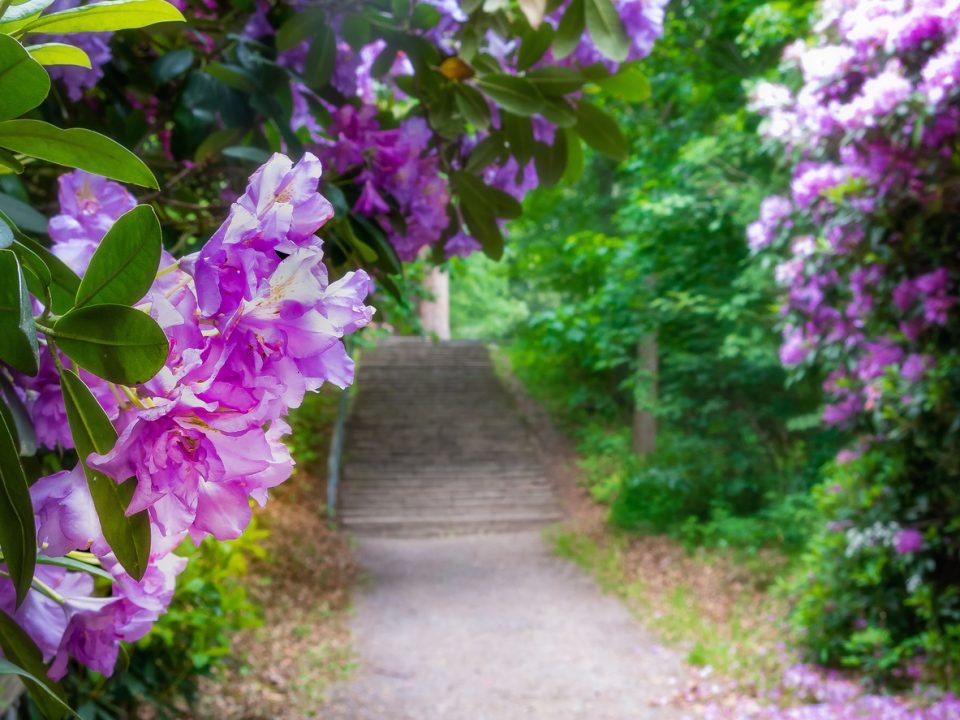 Presby Memorial Iris Gardens