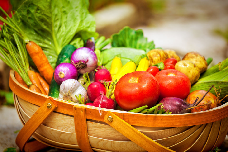 Summer Gardening Harvest of Fresh Vegetables in Market Basket