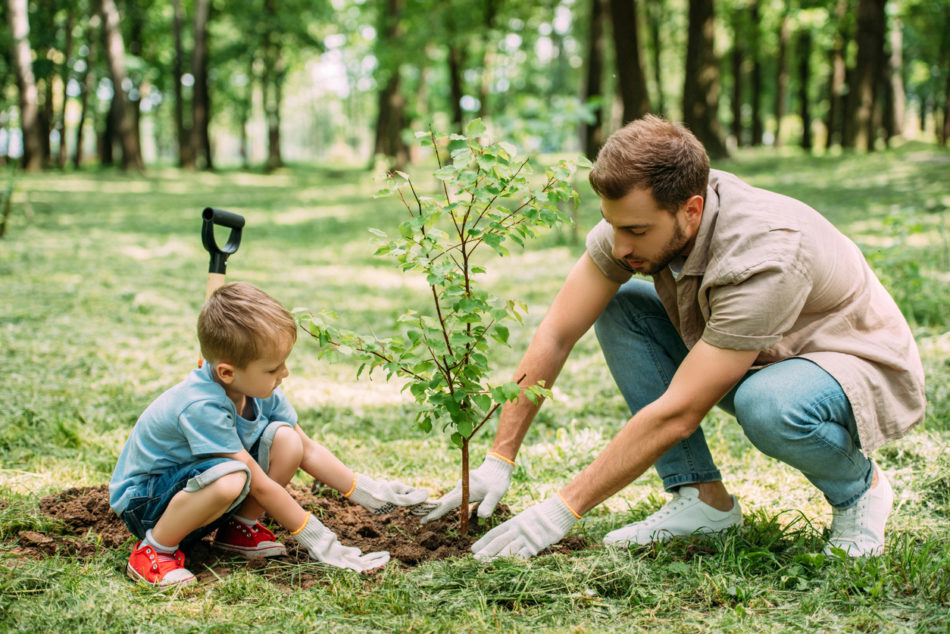 Father and son planting a tree in their backyard