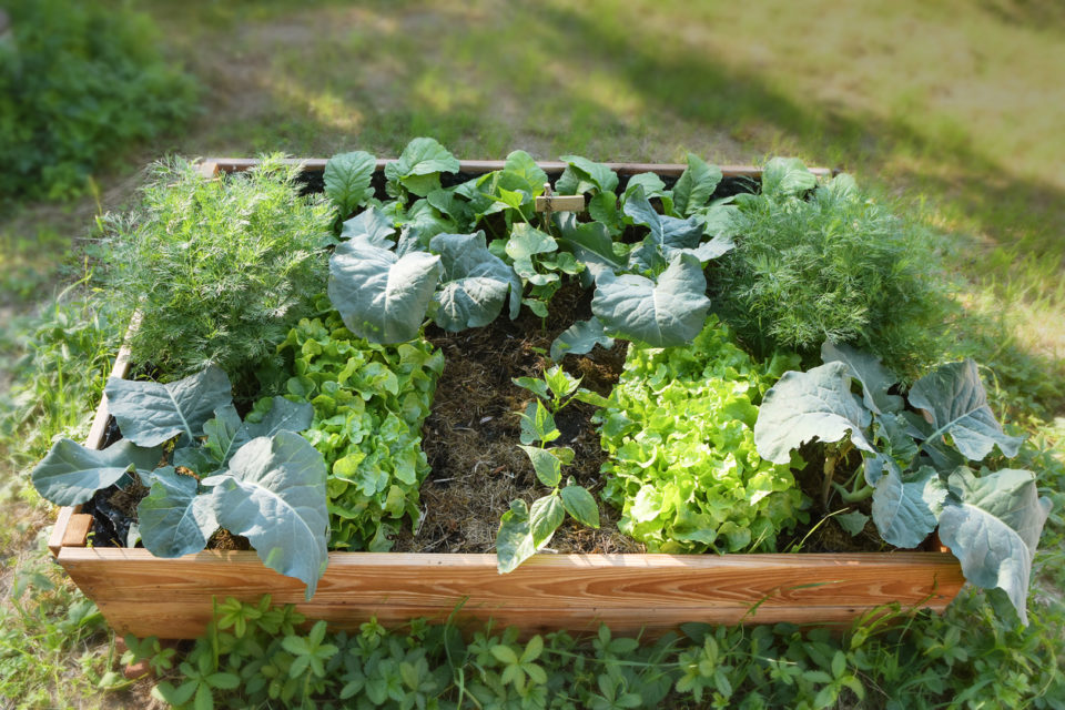 Raised bed with organic vegetable plants in the garden, gardening for healthy food