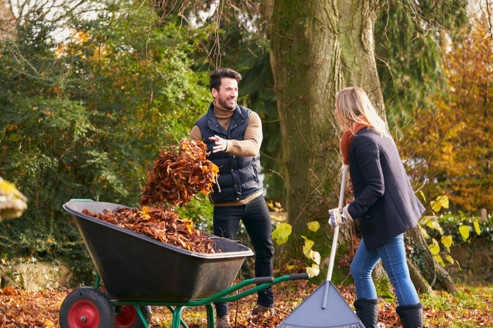 Couple Raking Autumn Leaves And Putting Into Wheelbarrow In Garden