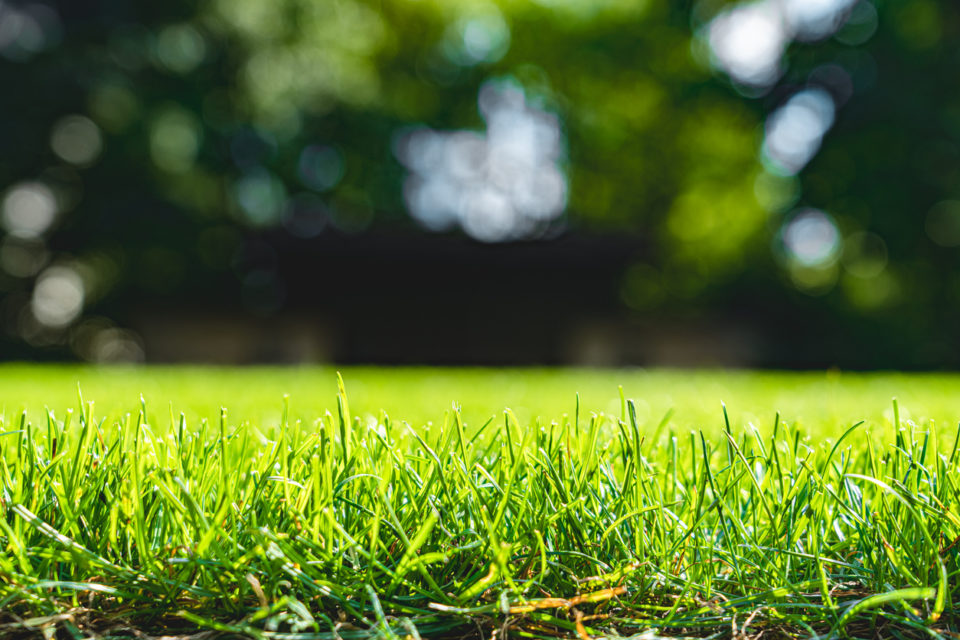 Close up green grass field with tree blur park background,Spring and summer