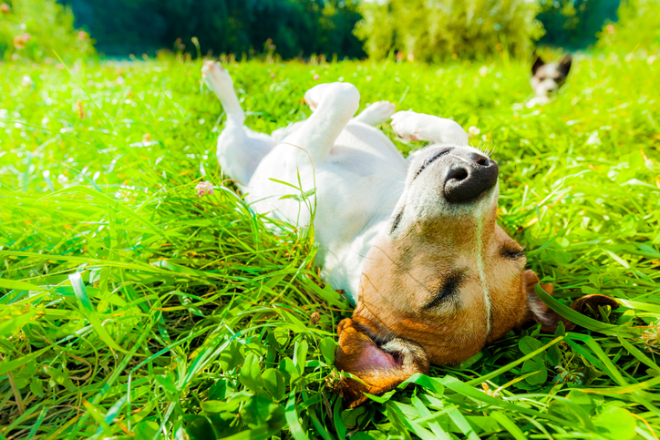 Hot Weather Safety Tips For Your Pets